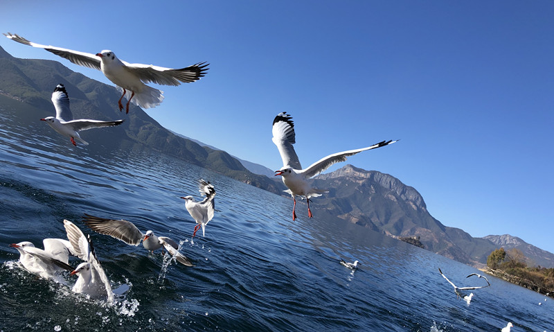 風(fēng)光類 白泓—翱翔 (2)_副本.jpg